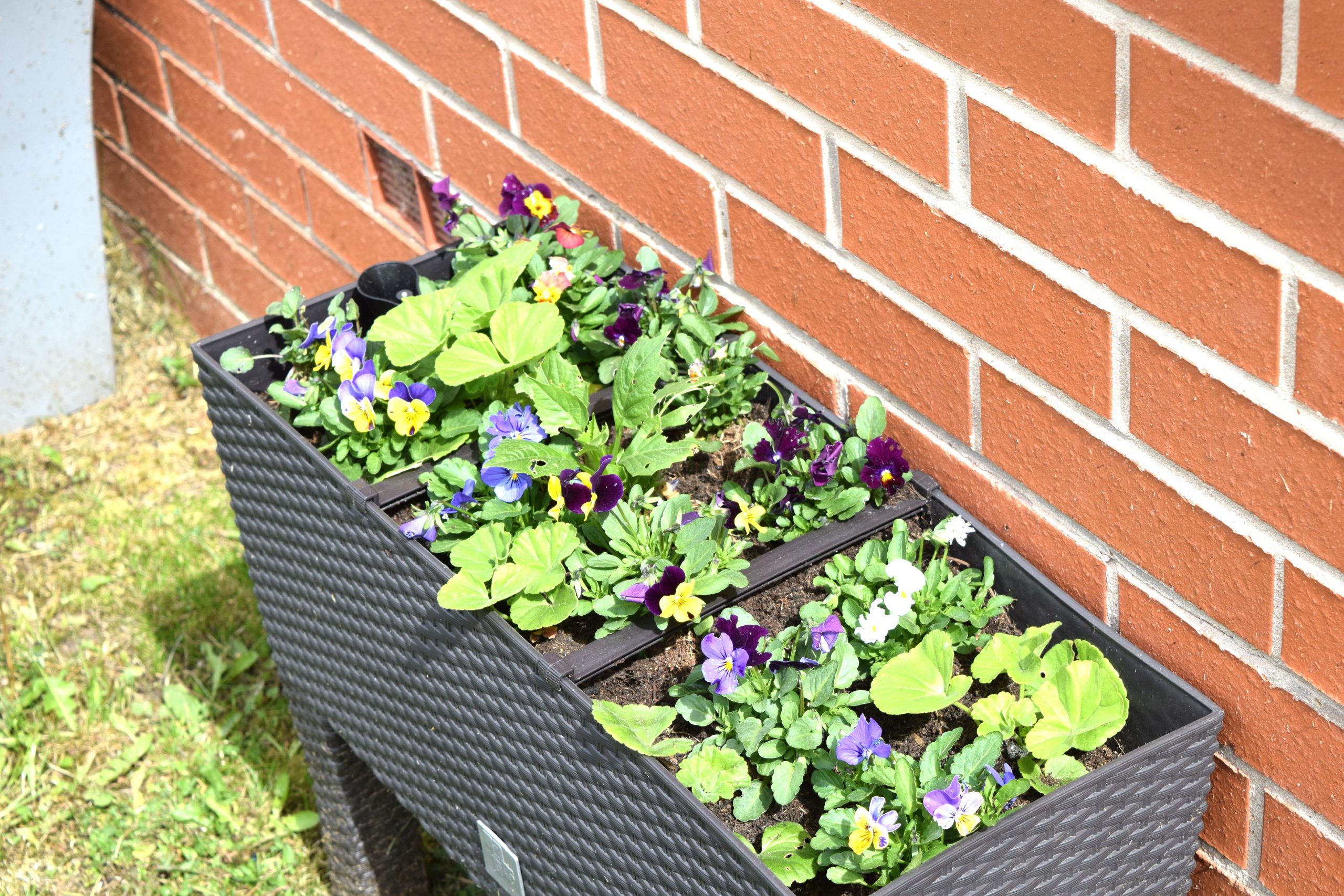 The garden at The Manse